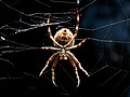 Orb Weaver spider at night