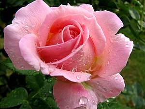 A pink rose in the rain.