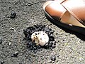 Image 46Agaricus bitorquis mushroom emerging through asphalt concrete in summer (from Mushroom)