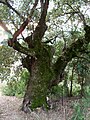 Quejigo (Quercus faginea) in El Bosque