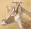 Lebendrekonstruktion des Kopfes von Xenokeryx