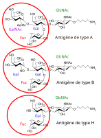 There are three basic variants of immunoglobulin antigens in humans that share a very similar chemical structure but are distinctly different. Red circles show where there are differences in chemical structure in the antigen-binding site (sometimes called the antibody-combining site) of human immunoglobulin. Notice the O-type antigen does not have a binding site.[30]
