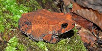 East Texas toad (Anaxyrus velatus or woodhousii × fowleri) in Hardin County