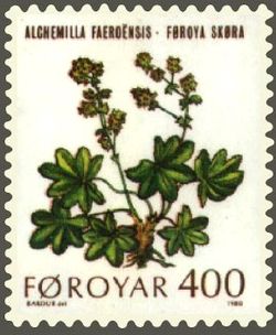 Färöischer Frauenmantel (Alchemilla faeroënsis)