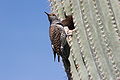 By nest hole in a saguaro