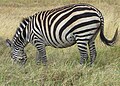 Pregnant, Serengeti, Tanzania