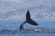 Humpback whale tail-slapping with California sea lions