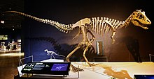 Photo of a right-facing mounted skeleton with its skull turned to the right, in front of several other tyrannosaur skeletons