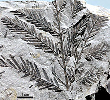 A slab of gray rock with a darker gray evergreen branch fossil