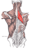 Rhomboid muscles
