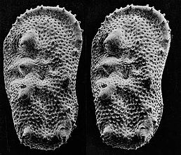 An SEM stereo pair of microfossils of less than 1 mm in size (Ostracoda) produced by tilting along the longitudinal axis.