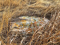 rock with lichen