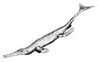 Teleidosaurus calvadosii