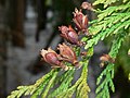 Shoot with mature seed cones, Mount Baker-Snoqualmie National Forest