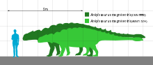 Outline of human superimposed on outline of Ankylosaurus