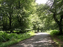 Bolderwood Arboretum Ornamental Drive
