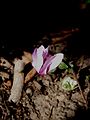 Cyclamen purpurascens flower