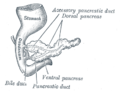 Pancreas of a human embryo at end of sixth week.