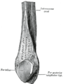 Lower extremity of right fibula. Medial aspect.