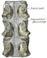 Posterior longitudinal ligament, in the thoracic region