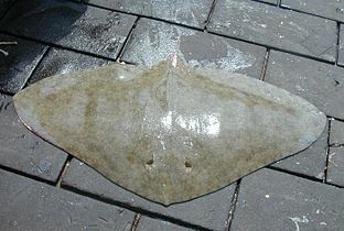 Spiny butterfly rays (Gymnura altavela) are endangered from overfishing. Found along the lower East Coast of the United States and the South American coast.