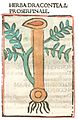 Print Rome 1481. Dracontea