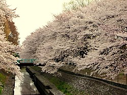 Spring cherry blossoms in Wadabori Koen Park