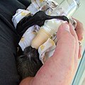 A 17-day-old female grey-headed flying fox in care of WIRES