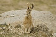 Brown hare