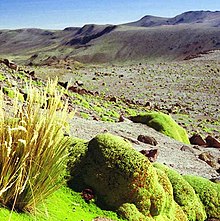 Cushion-shaped plants grow in a wide rock-strewn valley.