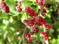 Chenopodium nutans berries