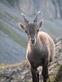 Image 42Young alpine ibex. When fully grown the horns of this male will be about one metre wide. (from Alps)