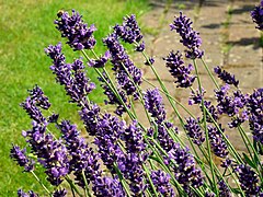 Lavender - Lavendula angustifolia 'Hidcote'