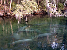 A short run produced by a spring: clear water with several manatees near the surface and trees on the far bank a dozen yards (11 m) away
