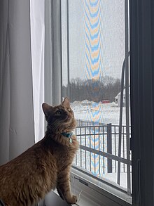 A red tabby cat domestic long-hair and Maine Coon mix at 7 months staring outside a window at snow