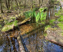 Moorgraben mit Sumpf-Schwertlilien und Froschlöffel