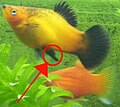 Male platy with gonopodium