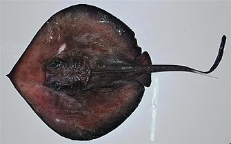 Deepwater stingrays (Plesiobatis daviesi) are found on the upper continental slope throughout the Indo-Pacific.