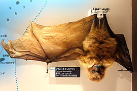 Flügel des Ryukyu-Flughundes