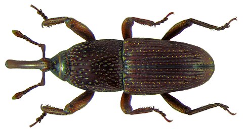 Adult, dorsal view
