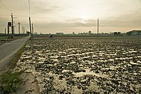 Water caltrop field in Tainan City