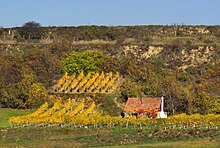 Weingarten bei Kirchberg am Wagram
