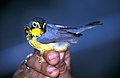 The Canada warbler shows a yellow supraloral.
