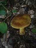 A single yellow mushroom on the forest floor