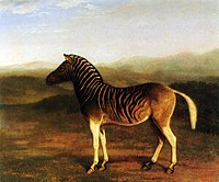 Male Quagga, early 1800s, Royal College of Surgeons