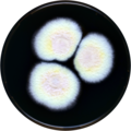 Aspergillus aurantiopurpureus growing on MEAOX plate
