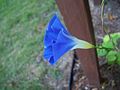 Opening blue morning glory (Ipomoea indica)
