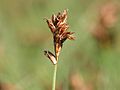 Blysmus compressus oder doch Carex spp.?