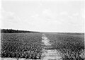 Sisal plantation, c. 1906/18
