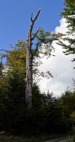 Naturdenkmal Gemäldebuche im Forst Schmidtheim, Gemeinde Dahlem, Kreis Euskirchen, Nordrhein-Westfalen, Deutschland am 9. Oktober 2016